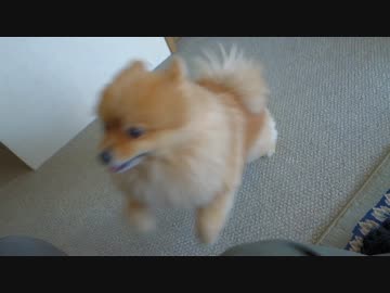 大接近するポメラニアン