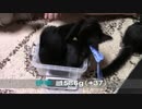 【生後94日】きょうの仔猫B【蒼民家の猫々】