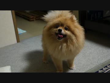 突然、しっぽを追いかけるポメラニアン。