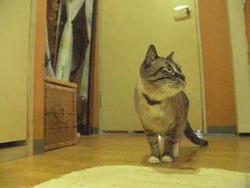 パパの入浴を覗くジャンくんを２カメで撮影風