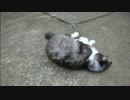 とある田舎の猫事情　～長毛ハチワレ酩酊編～