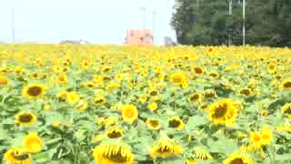 夏の花　ひまわり