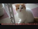【#262】 ココアの要求　【猫万歳】