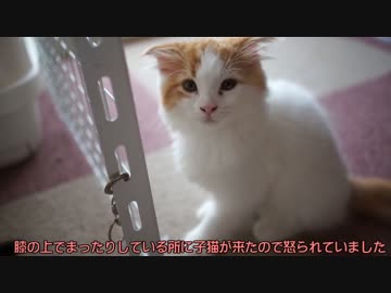 【#262】 ココアの要求　【猫万歳】