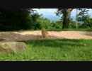 佐世保の山にゃんこ（弓張の丘）に会ってきた。