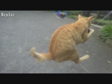 【公園猫戦争】公園随一のヘタレ猫、意外と高い身体能力を見せつける