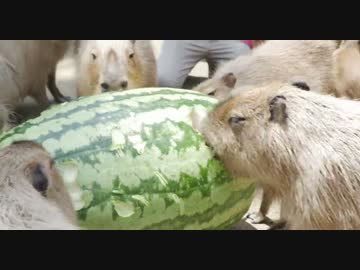 ／ ｀ ｴ）カピバラジャンボスイカタイム（長崎バイオパーク）