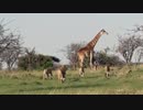 我が子を守るためライオンの群れに立ち向かうキリンのお母さん