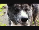 【秋田犬】べったりわんこ　高画質Ver【海くん】