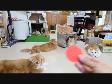 【マンチカンズ】猫一家の反射神経を比べてみた