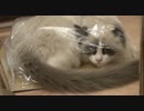 ラグドールのレオ　Vol.33　米びつにつっこみ、ケツをだす猫