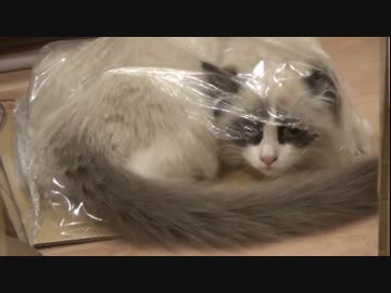 ラグドールのレオ　Vol.33　米びつにつっこみ、ケツをだす猫