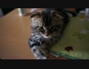 【#263】 子猫中心　【猫万歳】