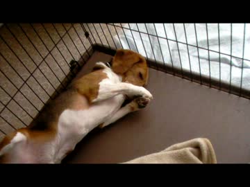 うちの犬の寝相がかわいいからそれを流すだけの動画