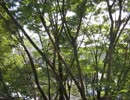 2014セミの鳴き声5min Nature Sound