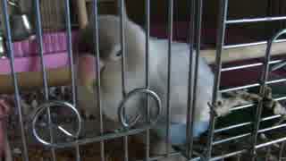 [20140724]ゆきち　おやすみ