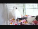 【#264】 気に入りすぎ　【猫万歳】