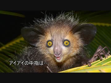 ゆっくり動物雑学「アイアイの中指は…」