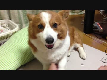 [ハル♀] 高速でお手を連発する犬（コーギー)