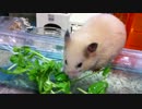 【第3回】キンクマハムスター「ひま」、 豆苗に飽きたの？