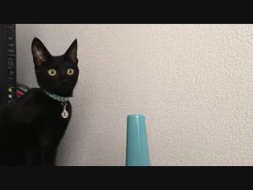 黒猫サーシャ　Part5　加湿器に夢中！