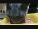 猫氏ひたすら飯を食う