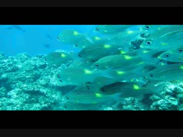 宮古島ダイビング・伊良部島付近沖根ポイント生物郡