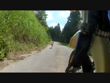 林道を走ってたらセローが出てきてマスツーしてきた