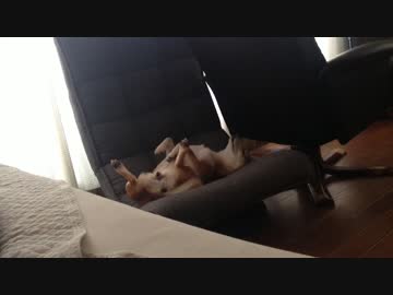 室内冷房中のシバイヌは・・・