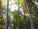 熱射病になりかけたから、とりあえず、竹林に行ってみたって