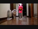 ぬいぐるみに嫉妬して猛抗議する猫？