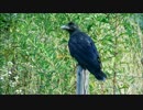 カラスの美しい羽根の色2