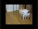 【レオ★ララ】 ララの好きな遊び