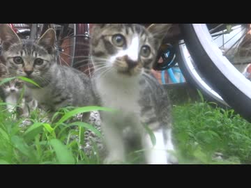野良の子猫三兄妹の遊びっぷりをカメラ固定で観察してみた