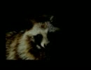 【実況】夏の夜に怖い話はいかが？【学校であった怖い話S】5話目
