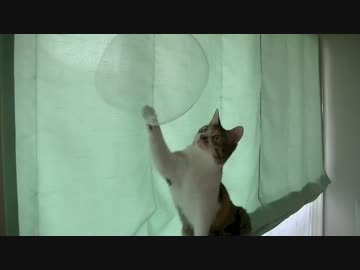 風船遊びが上手なねこ