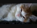 【#265】 マウスパット占領　【猫万歳】