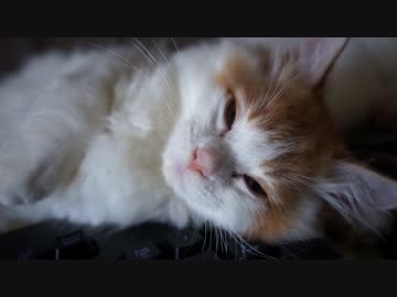 【#265】 マウスパット占領　【猫万歳】