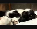 【なび】夢見るおれ緒【おれ】