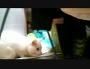 子猫保護日記14　びったんとだもん