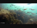 水中カメラ沈めてみた58　大川漁港　釣り場の水中映像