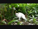 とある田舎の猫事情　～首輪付き驚愕編～