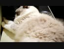 夏まっさかりなのに猫をみてクリスマスを思う私