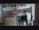 【#266】 本棚で遊ぶ　【猫万歳】