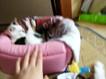 野良の子猫保護しました　番外編その１