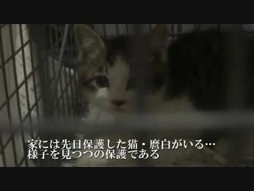保護猫、子猫の捕獲により一時的に兄猫になる