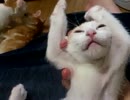 【保護猫】わらわら【三粒】