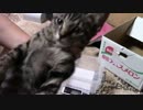 【生後101日】きょうの仔猫【蒼民家の猫々】
