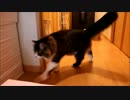 【たぬこ】今日の３分キャット2014.7.30