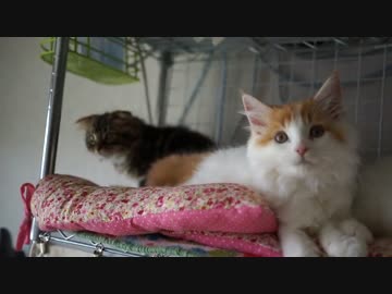 【#267】 ケージ撤去　【猫万歳】